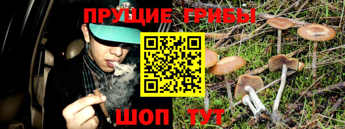 Псилоцибиновые грибы Cubensis Асино
